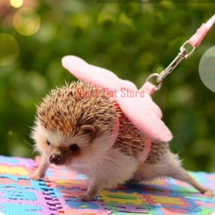 Hedgehog leash shop and harness