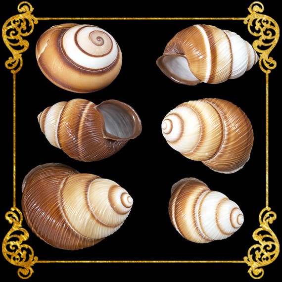 snail shell - Best Prices and Online Promos - Sept 2026 | Shopee ...