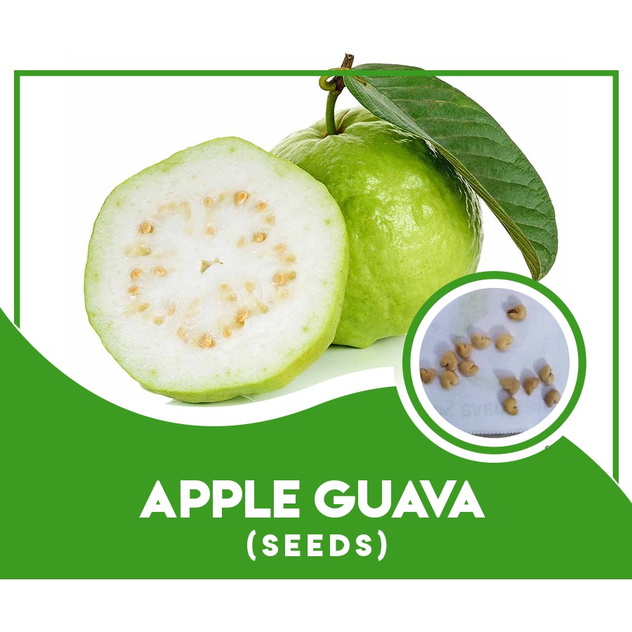 Bayabas Apple Guava fruit Seeds ( 15 seeds ) Shopee Philippines