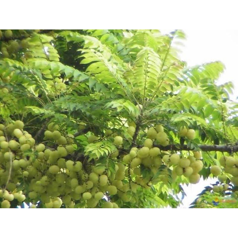 seeds for planting vegetables Karamay / Kalamay / gooseberry seeds