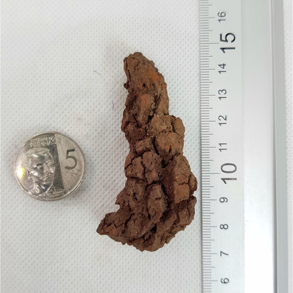 Coprolite Fossil from Morocco - Fossilized Dung - Fossilized Feces ...