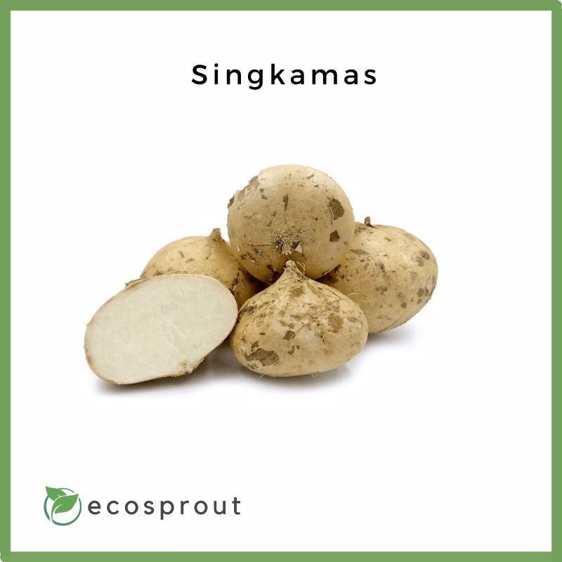 Fresh Singkamas | 500g | Fresh Vegetables | Fresh Fruits | Groceries ...