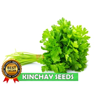 HIGH QUALITY HERB SEEDS Basil Celery Parsley Kinchay Bunching