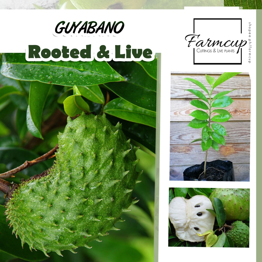 GUYABANO Seedlings 20 to 36 inches tall | Shopee Philippines