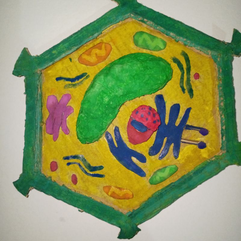 3D Meiosis, Mitosis, Plant Cell Model | Shopee Philippines