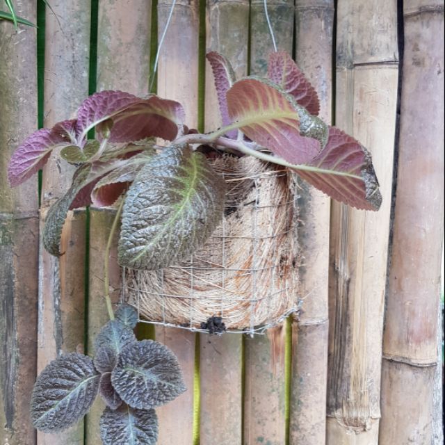 Pots for Hanging plants ( Vertical Garden) Shopee Philippines