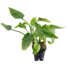 aquatic-plant-ada-cryptocoryne