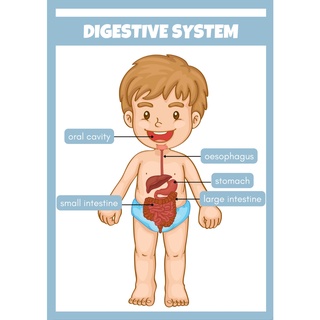 DIGESTIVE SYSTEM WALL CHART, Educational Laminated Wall Chart / Poster ...