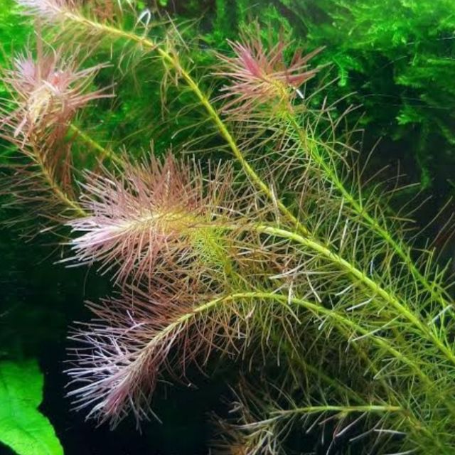 Rotala Wallichii Mayaca Fluviatilis submerged form aquatic plant for ...