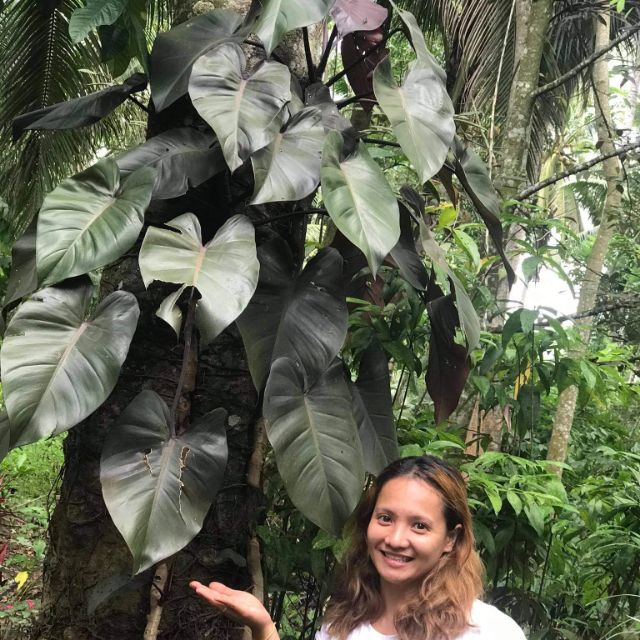 Prince Albert PHILODENDRON | Shopee Philippines