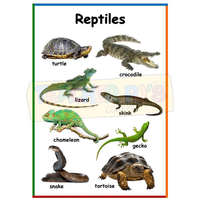 Mammals, Reptiles, Amphibians A4 Size Thick Laminated Educational Wall