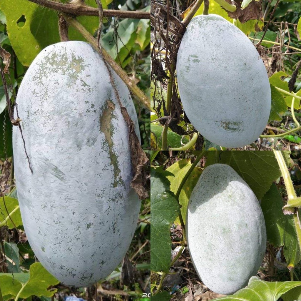 Benincasa Hispida Wax Gourd Wintermelon Condol Kondol Ash Pumpkin Binhi ...