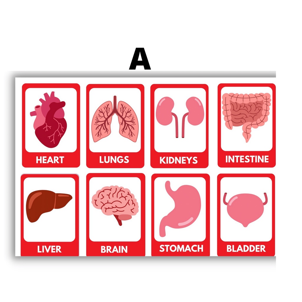 Laminated Internal Organs Flashcards for Kids and Learners | Shopee ...