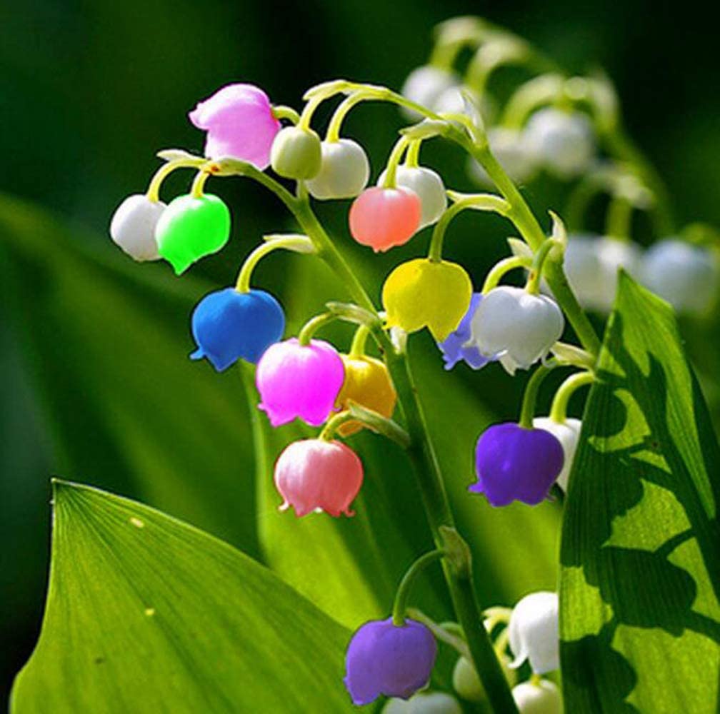 20pcs Lily of The Valley Bonsai Plants Bell Orchid Flower Seeds Rich ...