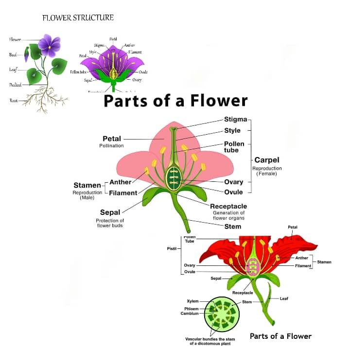 Parts of a Flower, Laminated Educational Charts for Kids and Students