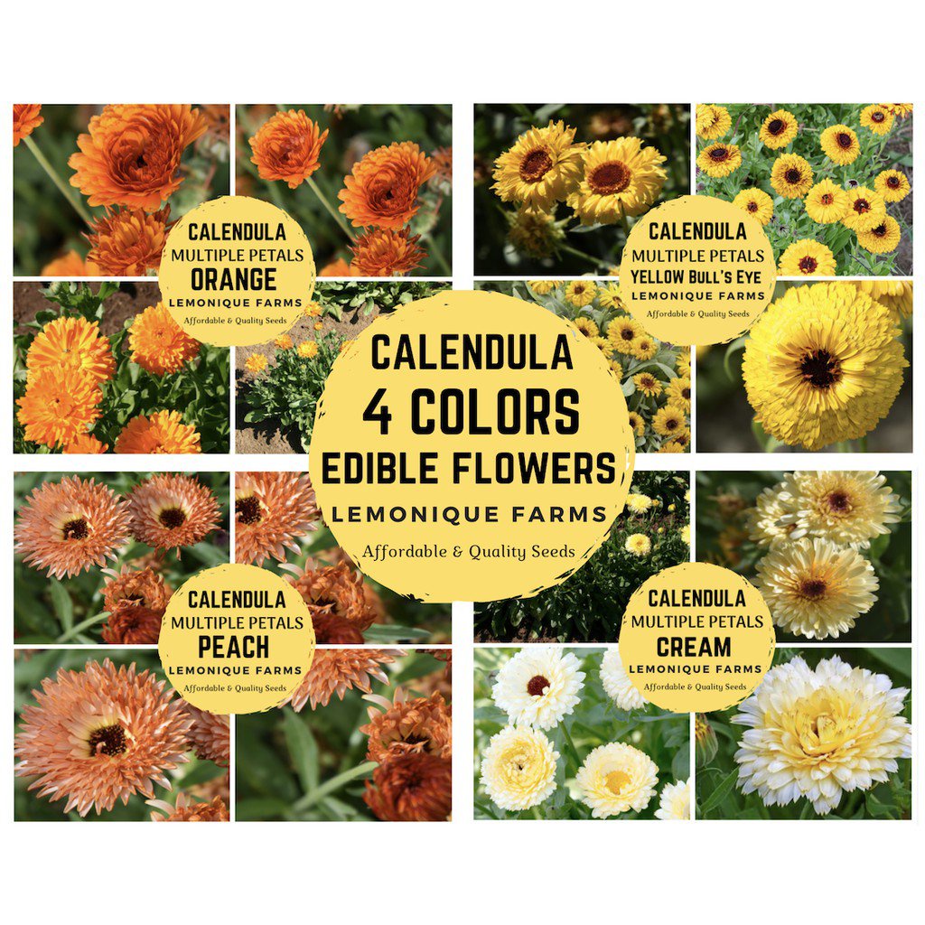 Mixed Seeds Calendula Pacific Beauty Multiple Petals Calendula Bull's