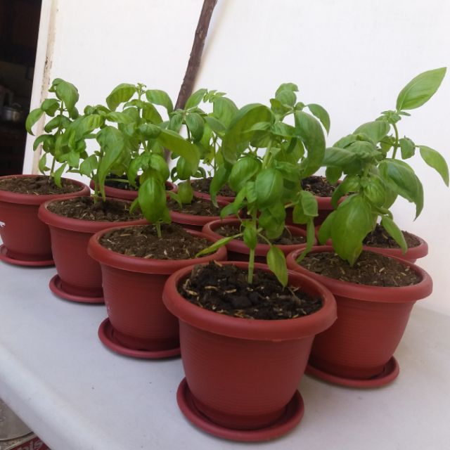 Sweet Basil Plants Affordable Shopee Philippines