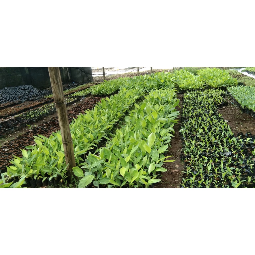 2pcs. Banana Tissue Cultured Lakatan Cardava/Saba Granaine