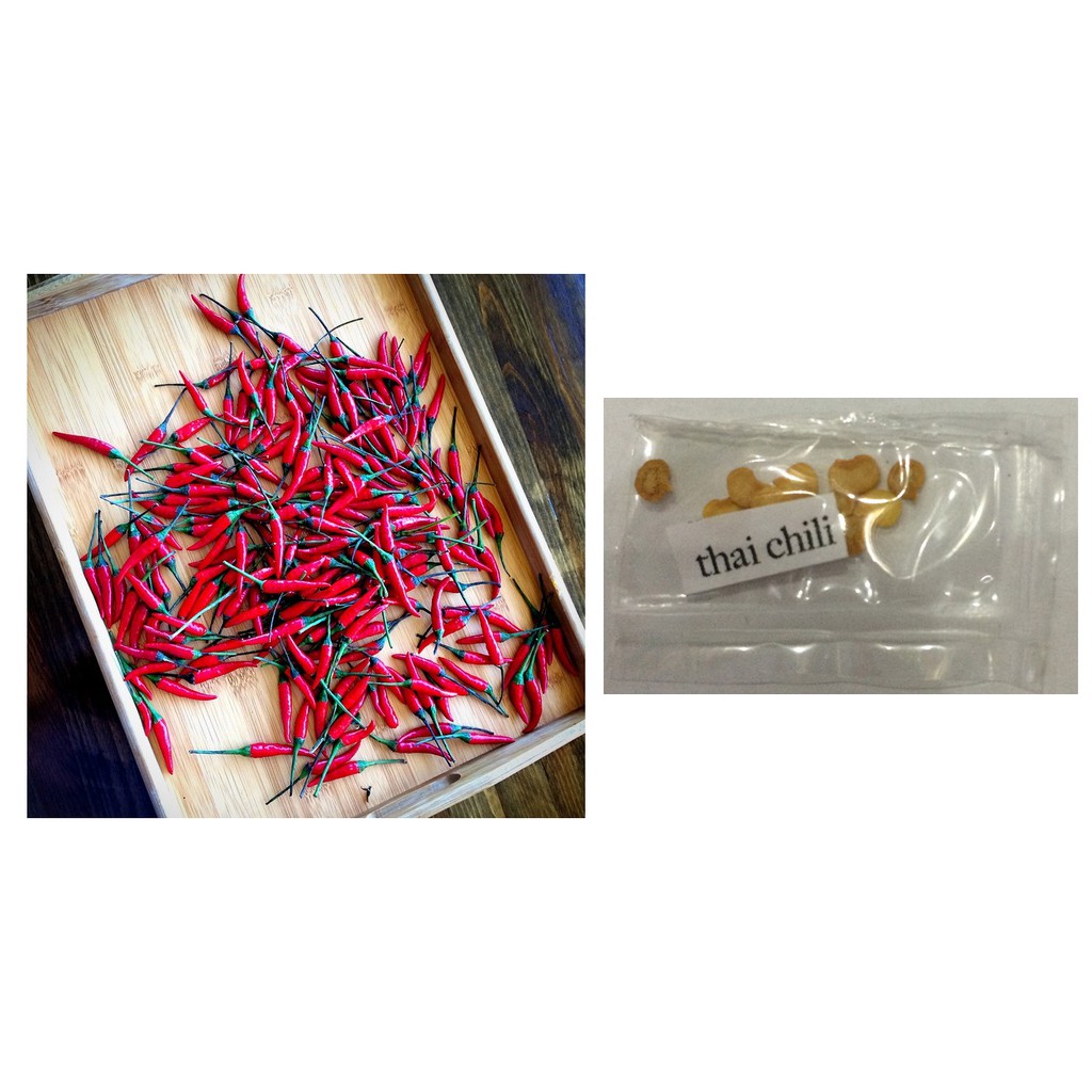 Sili labuyo bird's eye chili seeds | Shopee Philippines