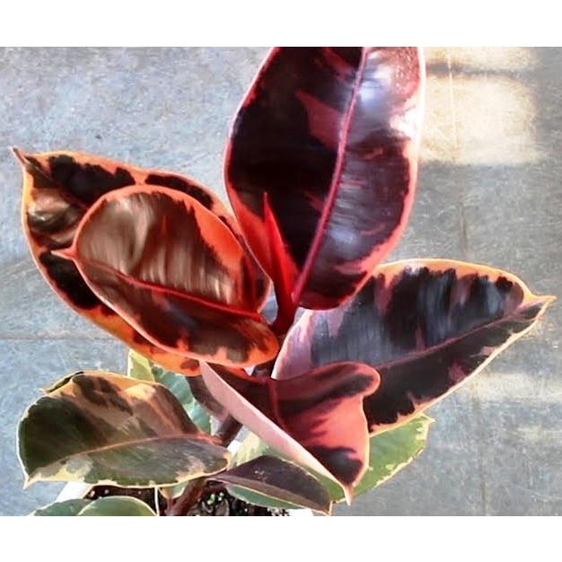 Rubber Tree Ruby established and well rooted | Shopee Philippines