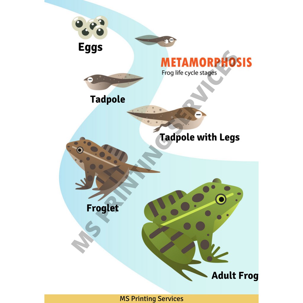 Laminated Chart: Metamorphosis of a Frog | Shopee Philippines