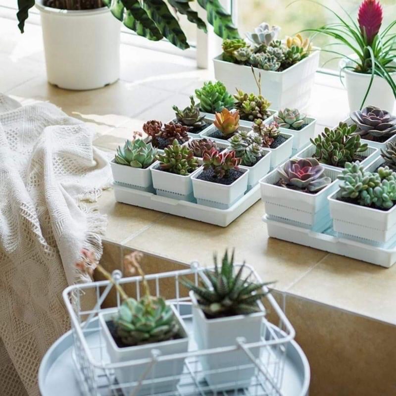Pyramid Pots for Cactus and Succulents! Excellent drainage, air flow ...