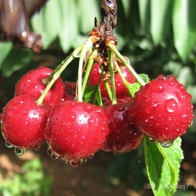 Cherry Seedlings Cherry sapling American Cherries Large Cherry Seedlings Grafting Cherry Trees