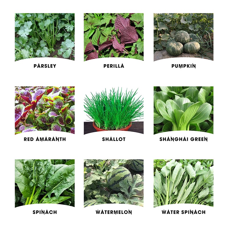 High survival rate of vegetable seeds Bell peppers Carrots Eggplants