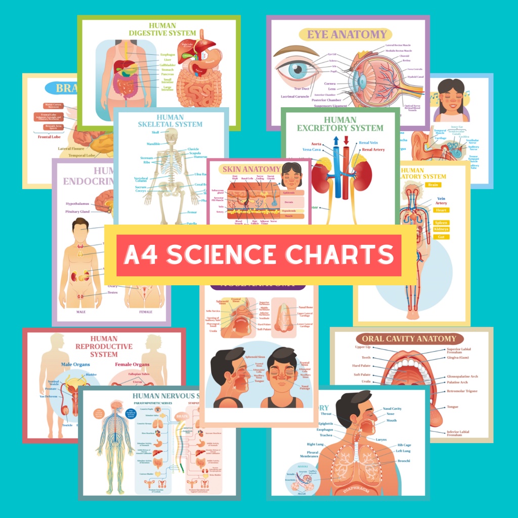 A4 PARTS OF THE BODY SCIENCE CHARTS LAMINATED EDUCATIONAL LEARNING ...