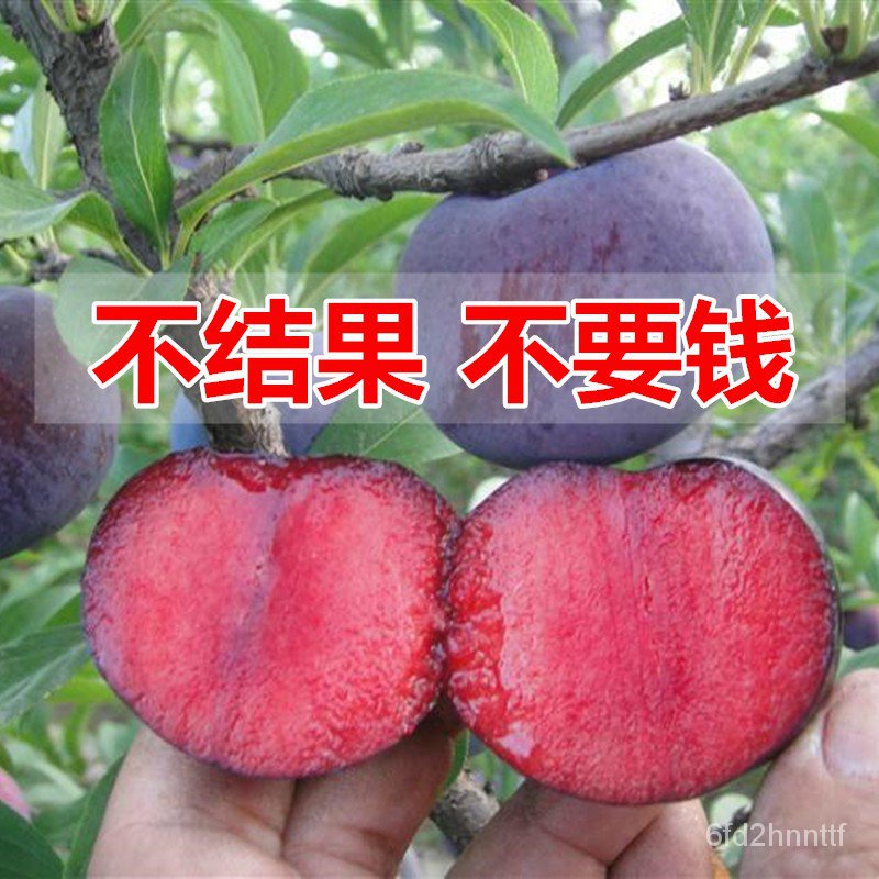 Hot style sellingBee Sugar Tree Seedling Pot Southern Fruit Seedling ...