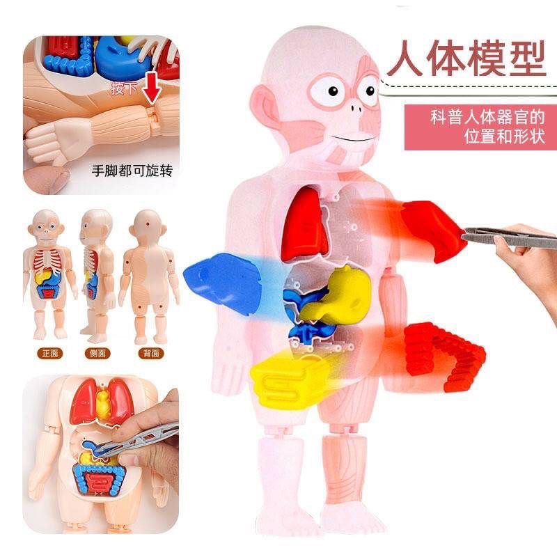 Children's Toys Human Building Blocks/Body Organs Educational For ...