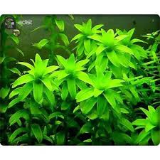 Tonina Fluviatilis (*RARE) aquarium/aquascaping needs | Shopee Philippines