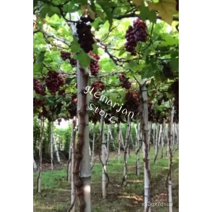 6YZ7 Red Cardinal Grapes Cuttings 5pcs Shopee Philippines