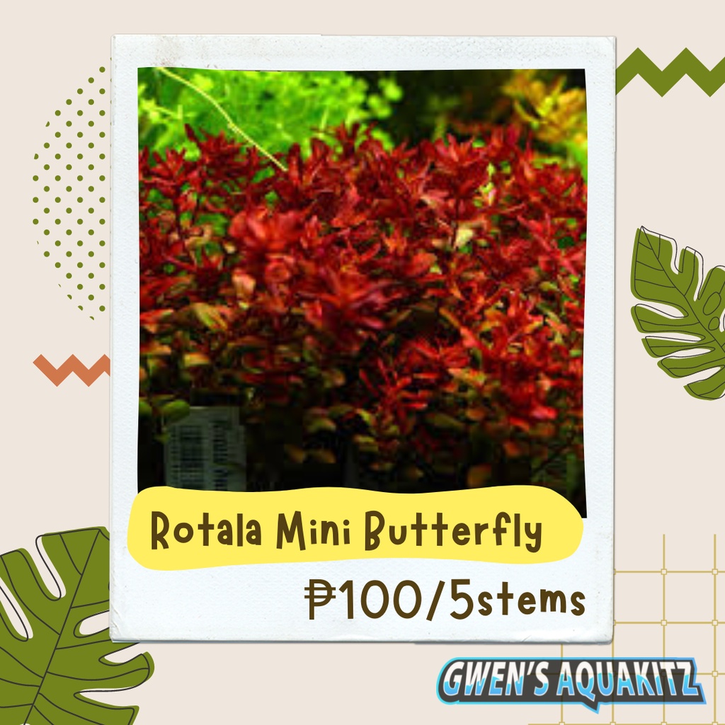 Rotala Mini Butterfly - Emerged [sold by 5 stems] - High Tech Aquatic ...