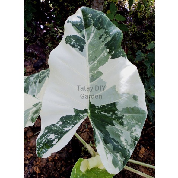 aji pineapple plant size AJI PINEAPPLE PEPPER SEEDS