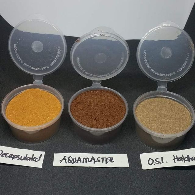 Baby brine shrimp outlet eggs for sale