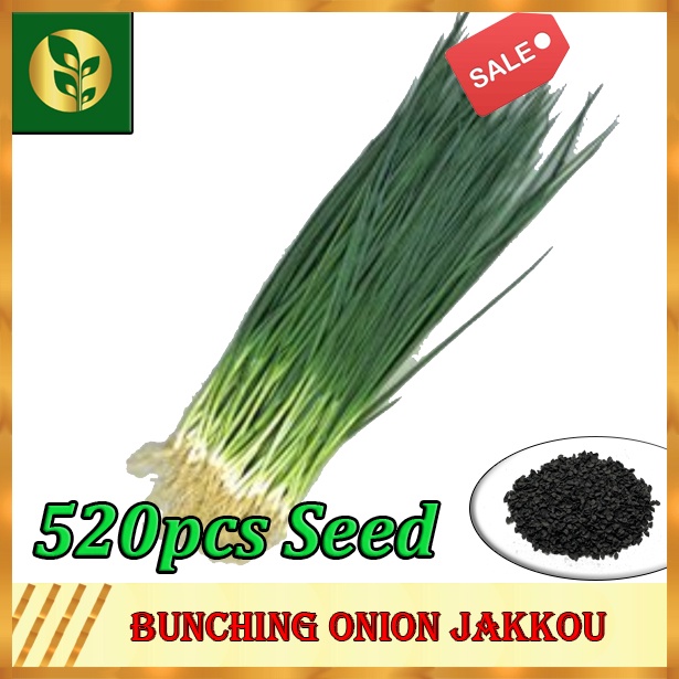 Spring Onion Seeds Bunching Onion Seeds Dahon Sibuyas Vegetable