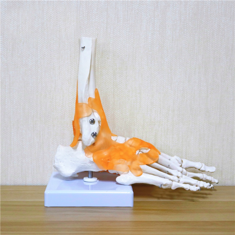 Cartoon model 23x21x11cm Human 1:1 Skeleton Ligament Foot Ankle Joint ...