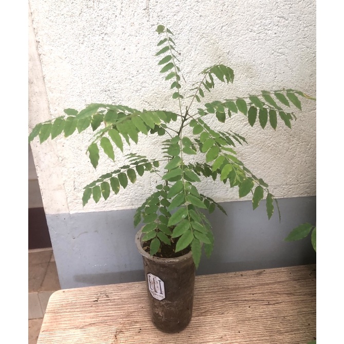 Kamias Tree Seedlings - 1 pc. around 15 inches in height | Shopee ...