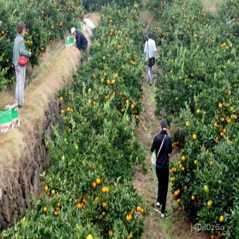 Grafting Orange Sapling Pomelo Seedlings Sanhong Sweet Pomelo Sapling