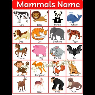 animals educational poster chart Lamniated learning material | Shopee  Philippines