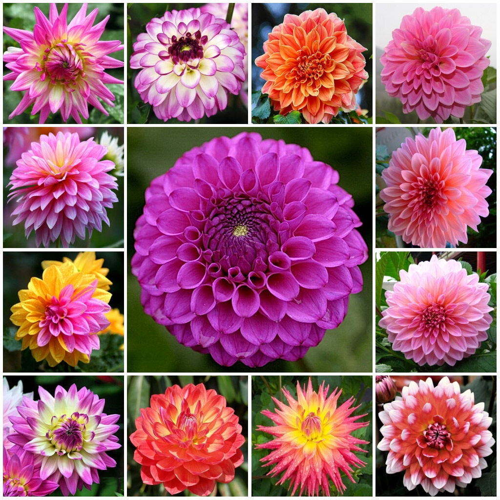 Easy to grow...Dahlia Mixed Flower Seeds for Gardening (1 pack 200pcs