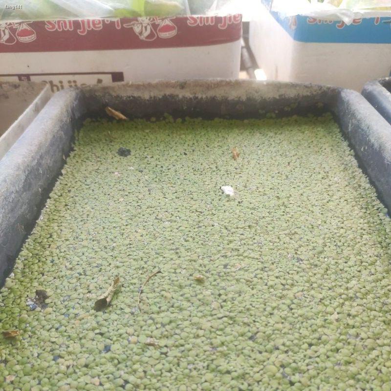 giant duckweed floating plants | Shopee Philippines