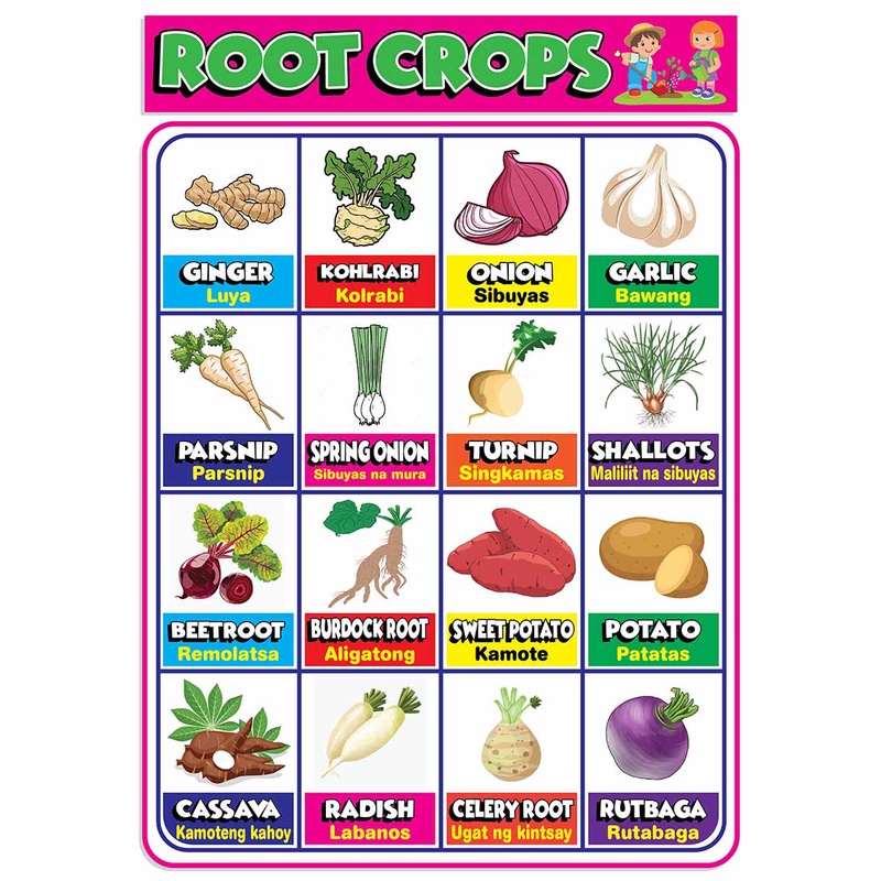 ROOT CROPS (CARTOON) EDUCATIONAL CHART FOR KIDS A4 SIZE Shopee