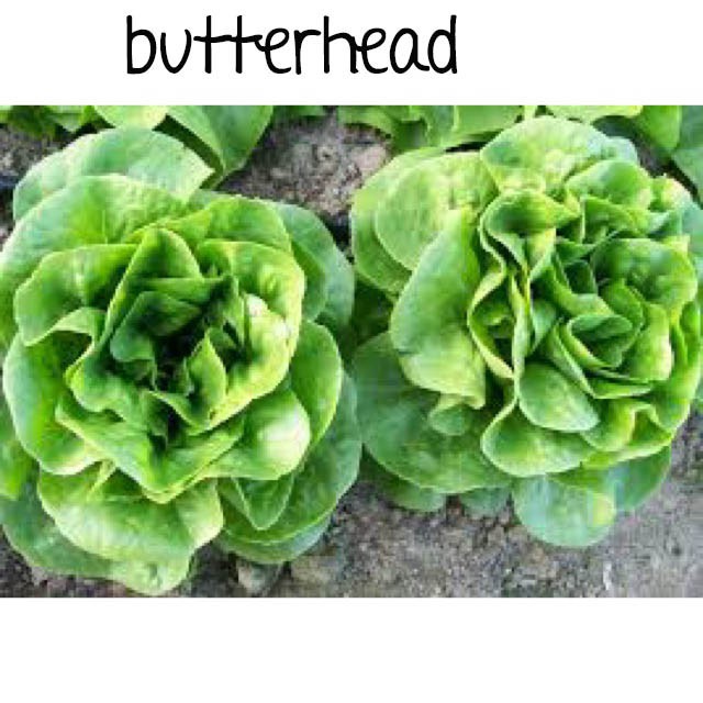 butterhead romaine lettuce red green freckles buttercrunch vegetable