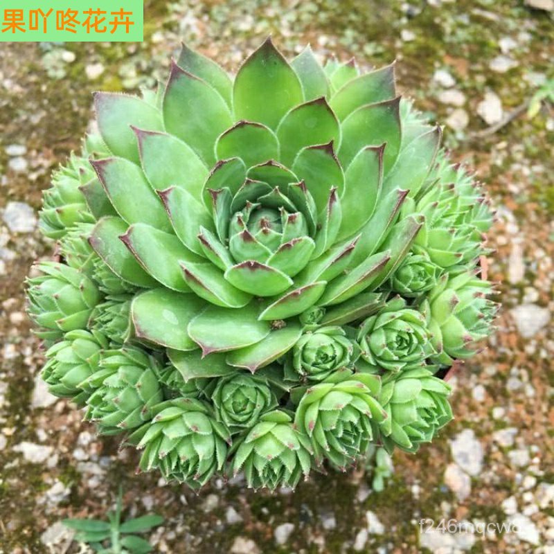 Guanyin Lotus Plant Indoor Large Dormitory Easy to Keep Pot Large Tree ...