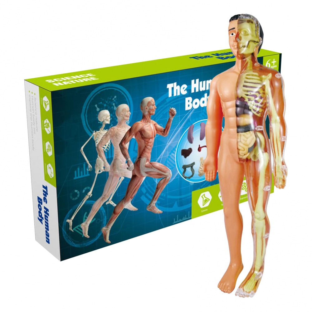 【ZHILIMER】Kid Montessori 3D Puzzle Human Body Anatomy Model Educational ...