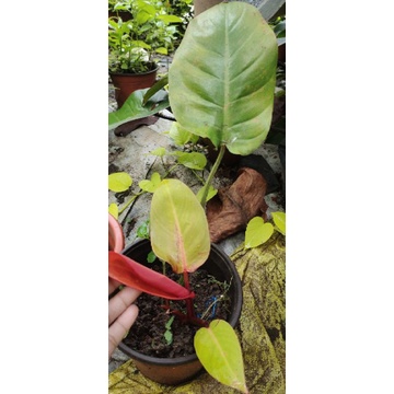 philodendron auriculatum Philodendron Cordatum 'Heart Leaf'  Hammer + Vine