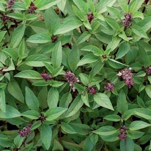 Thai Basil seeds for sale Shopee Philippines