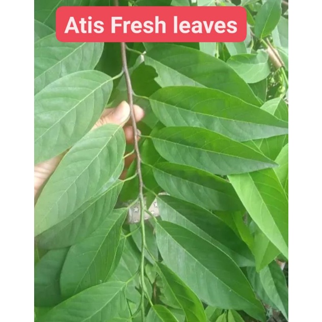 Atis Fresh Leaves Herb leaves (,Sugar Apple) 50Pcs | Shopee Philippines